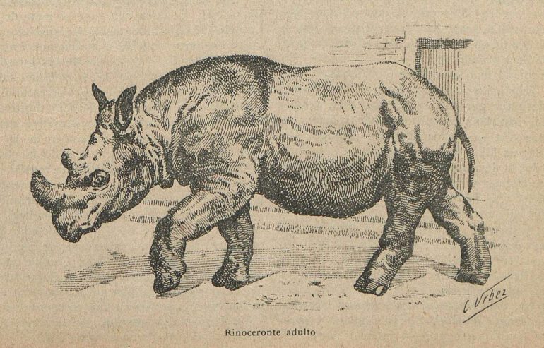 Sumatran Rhino in Zoo