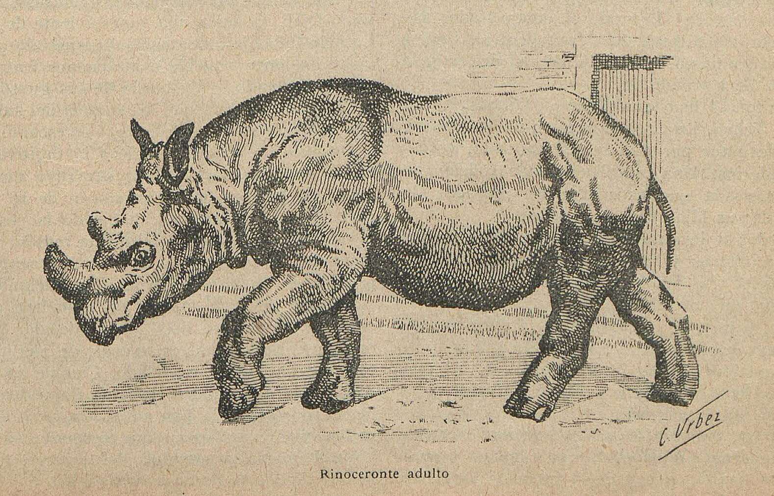 Sumatran Rhino in Zoo