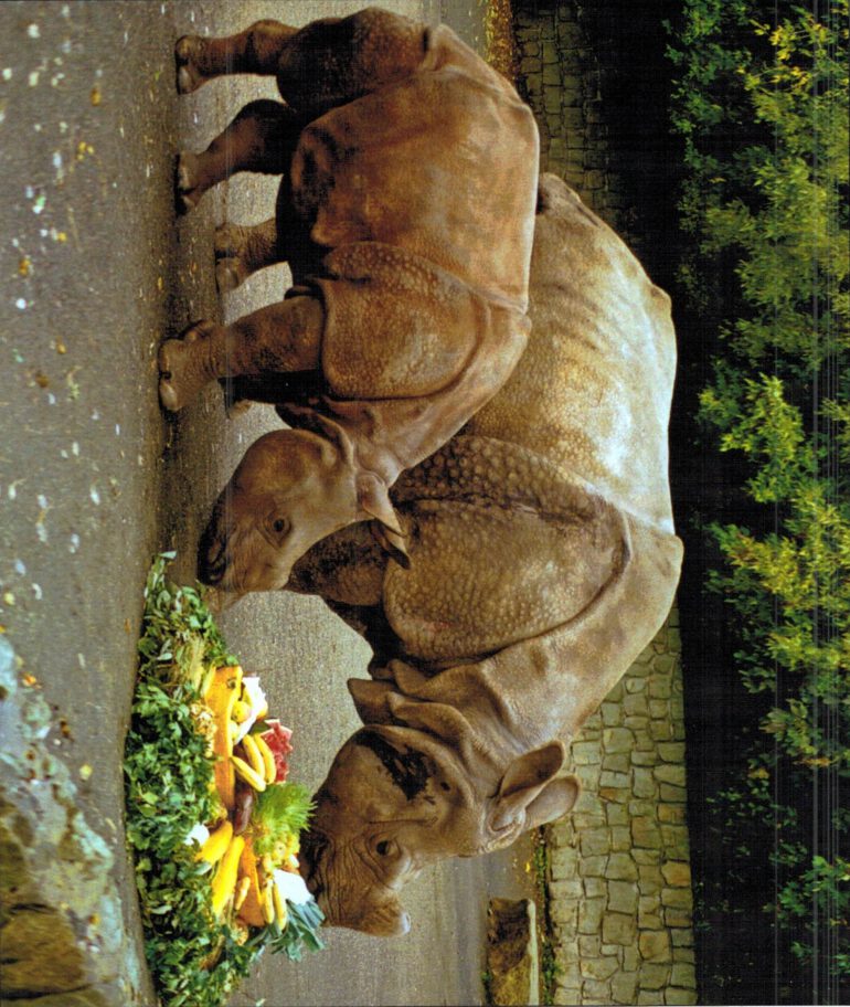Dvur Kralove – Indian rhino