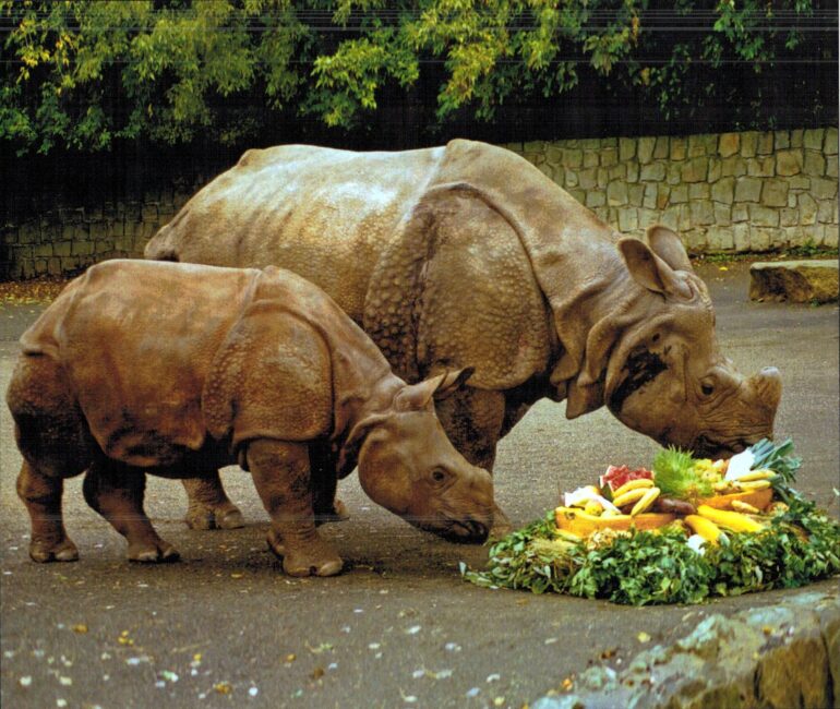 Dvur Kralove – Indian rhino
