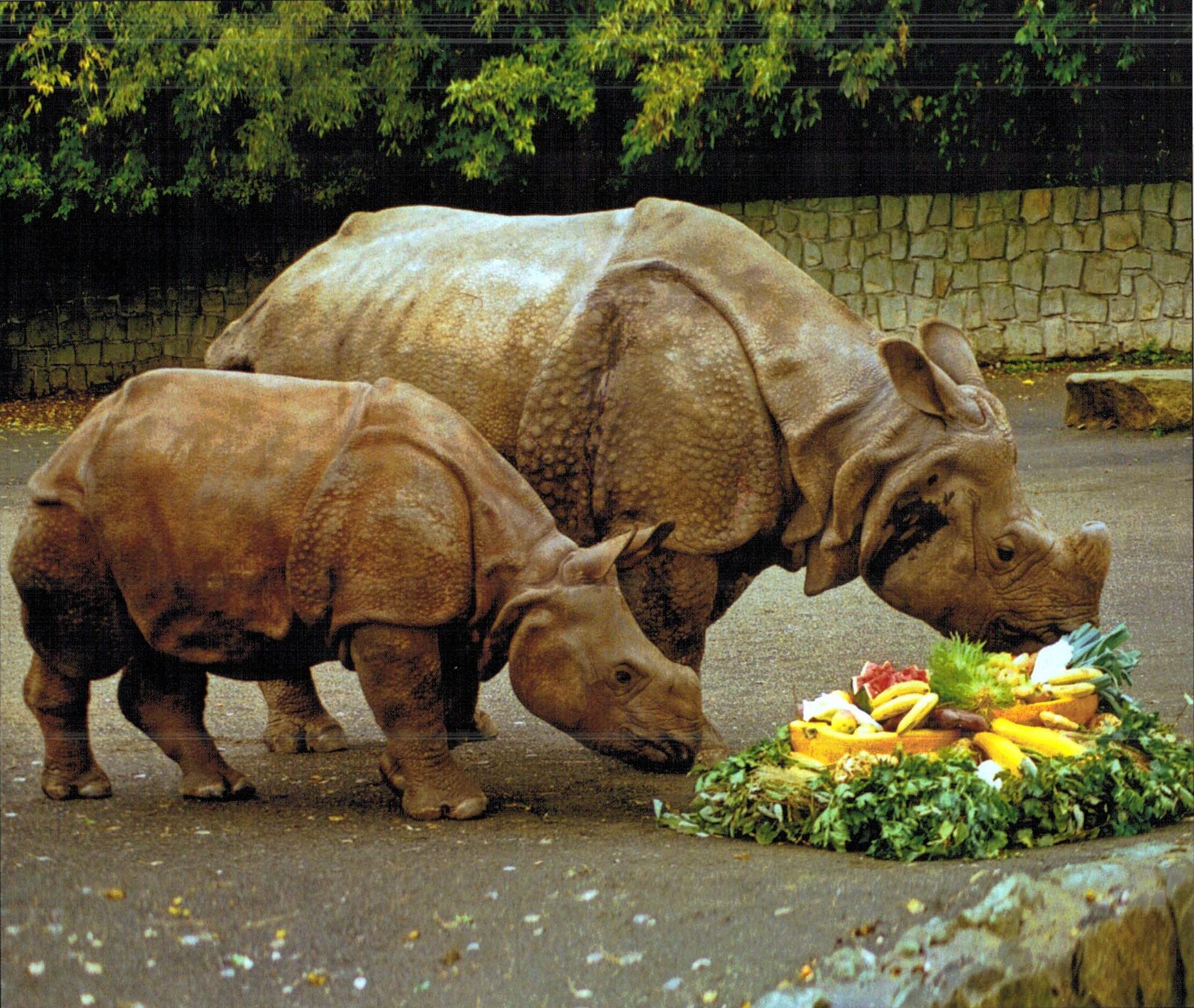 Dvur Kralove – Indian rhino