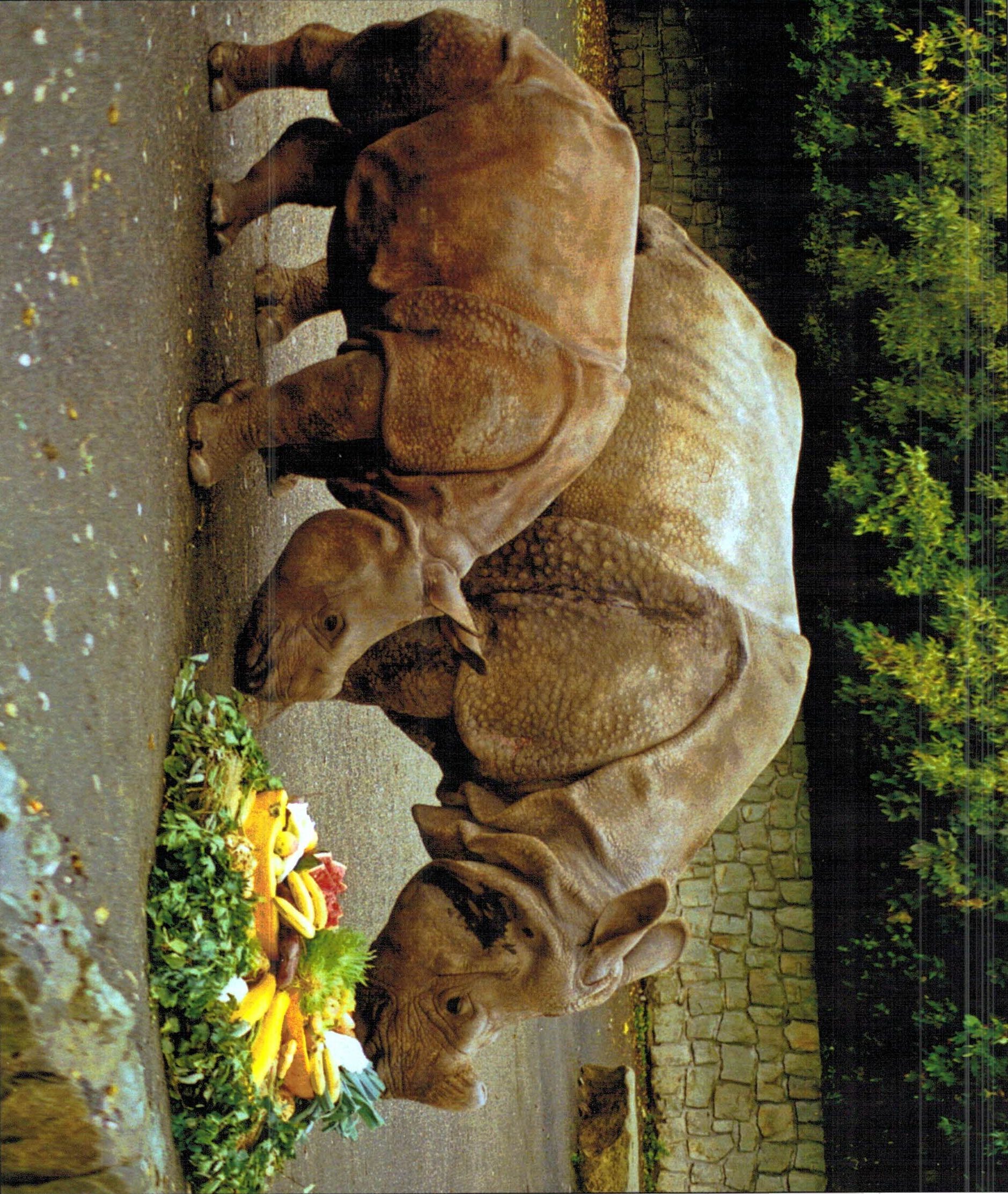 Dvur Kralove – Indian rhino
