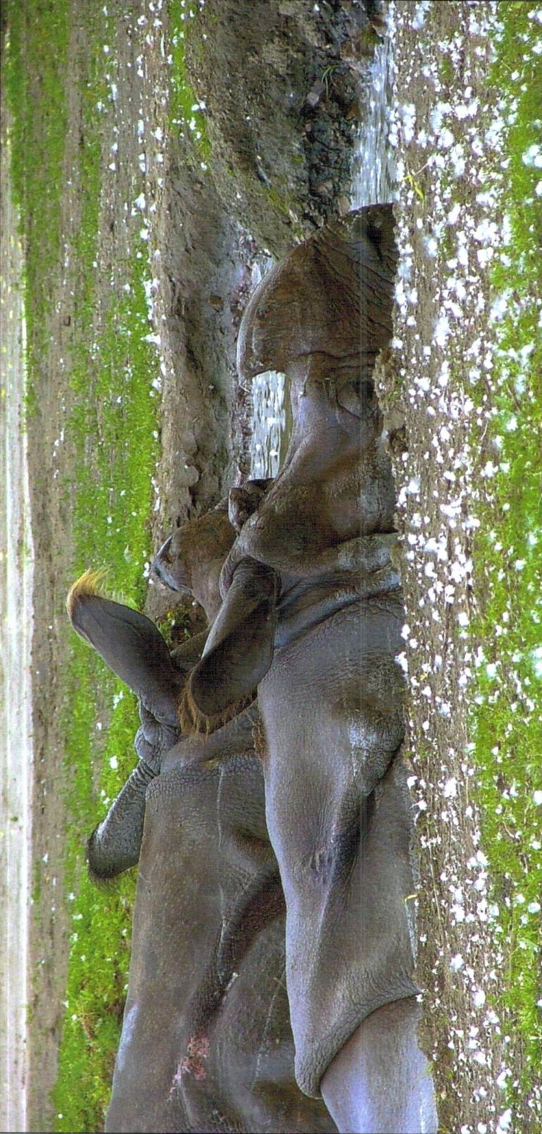 Indian rhino in pool