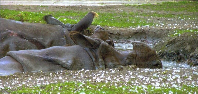Indian rhino in pool