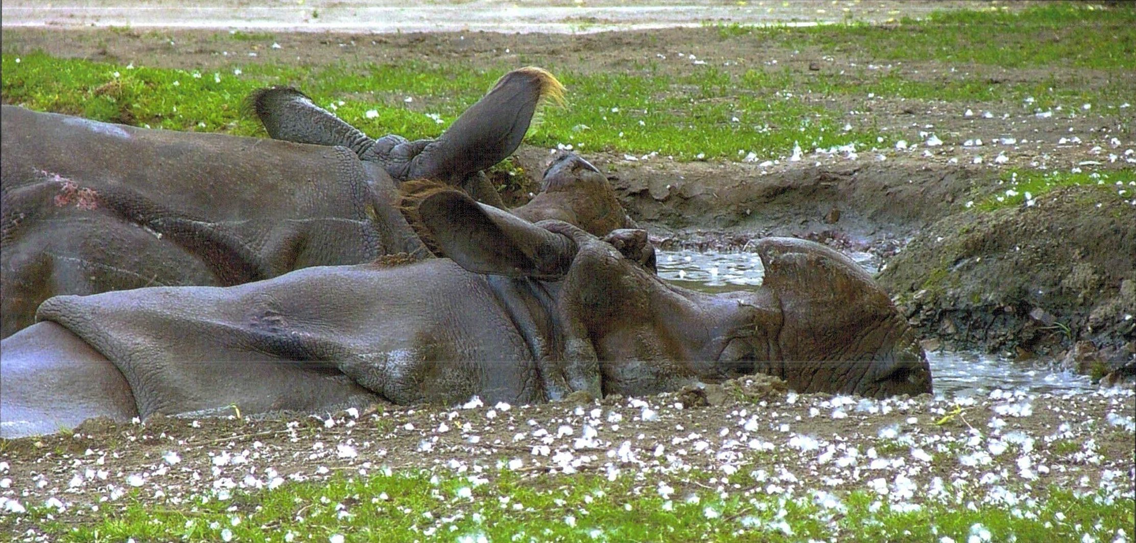 Indian rhino in pool
