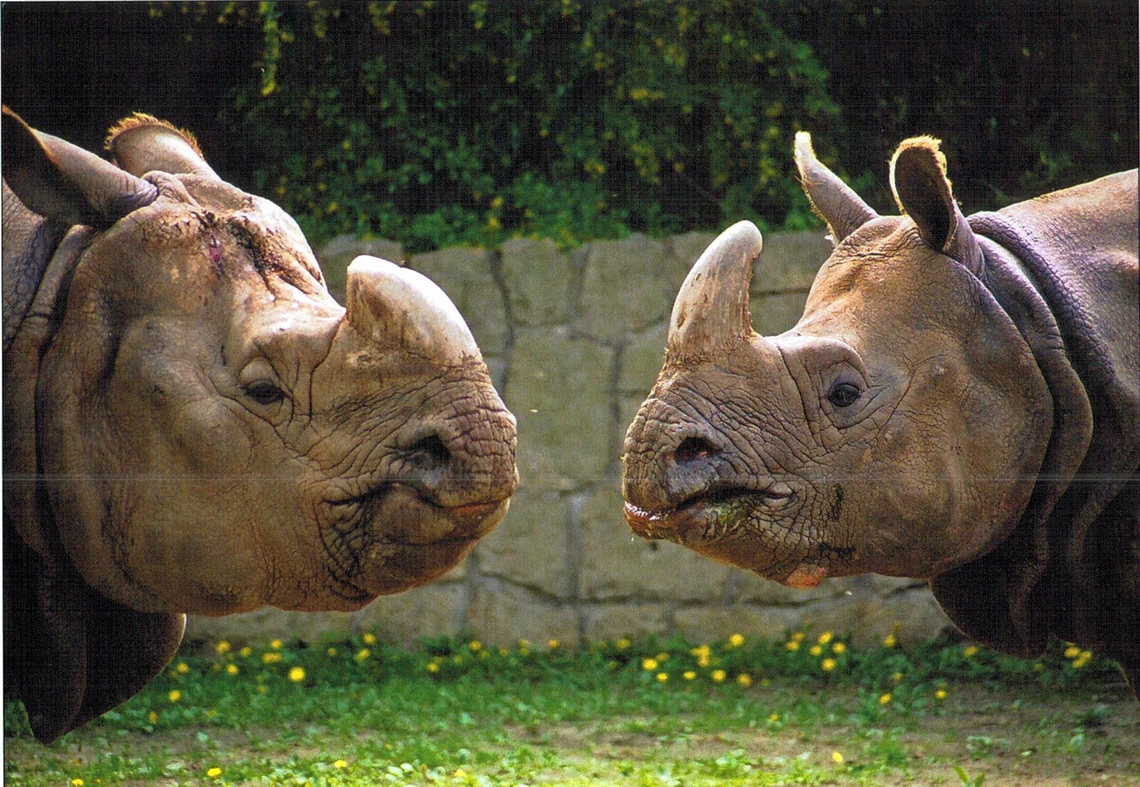 Dvur Kralove male and female Indian rhino