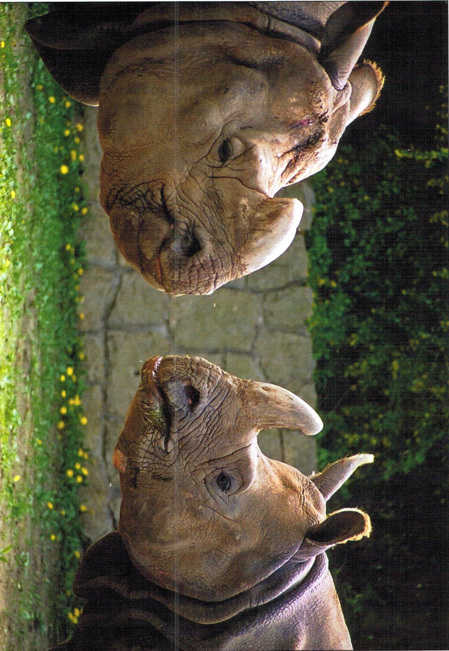 Dvur Kralove male and female Indian rhino