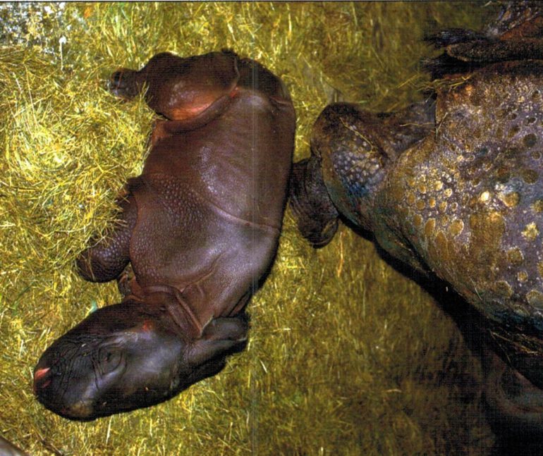 Indian rhino after birth