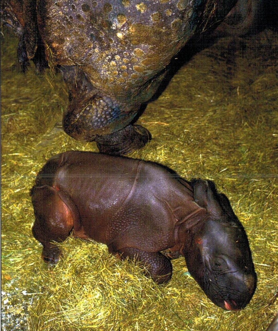Indian rhino after birth