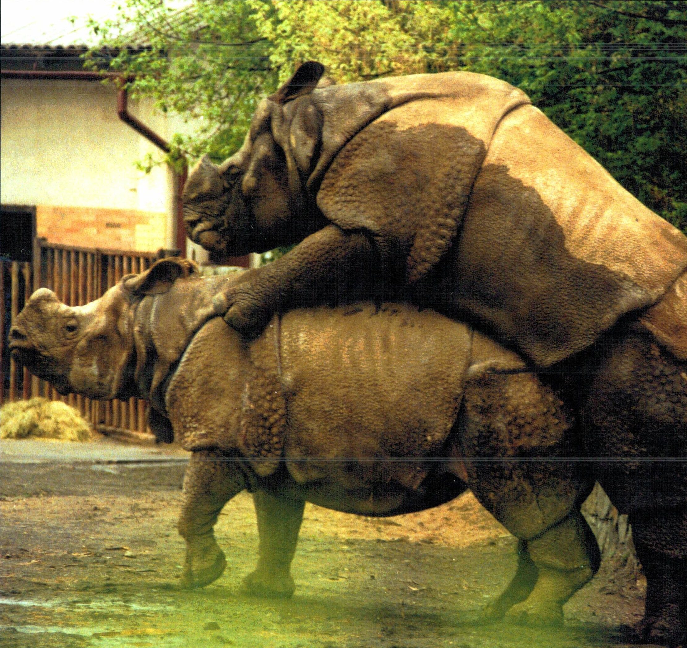 Dvur Kralove – Indian rhino mating