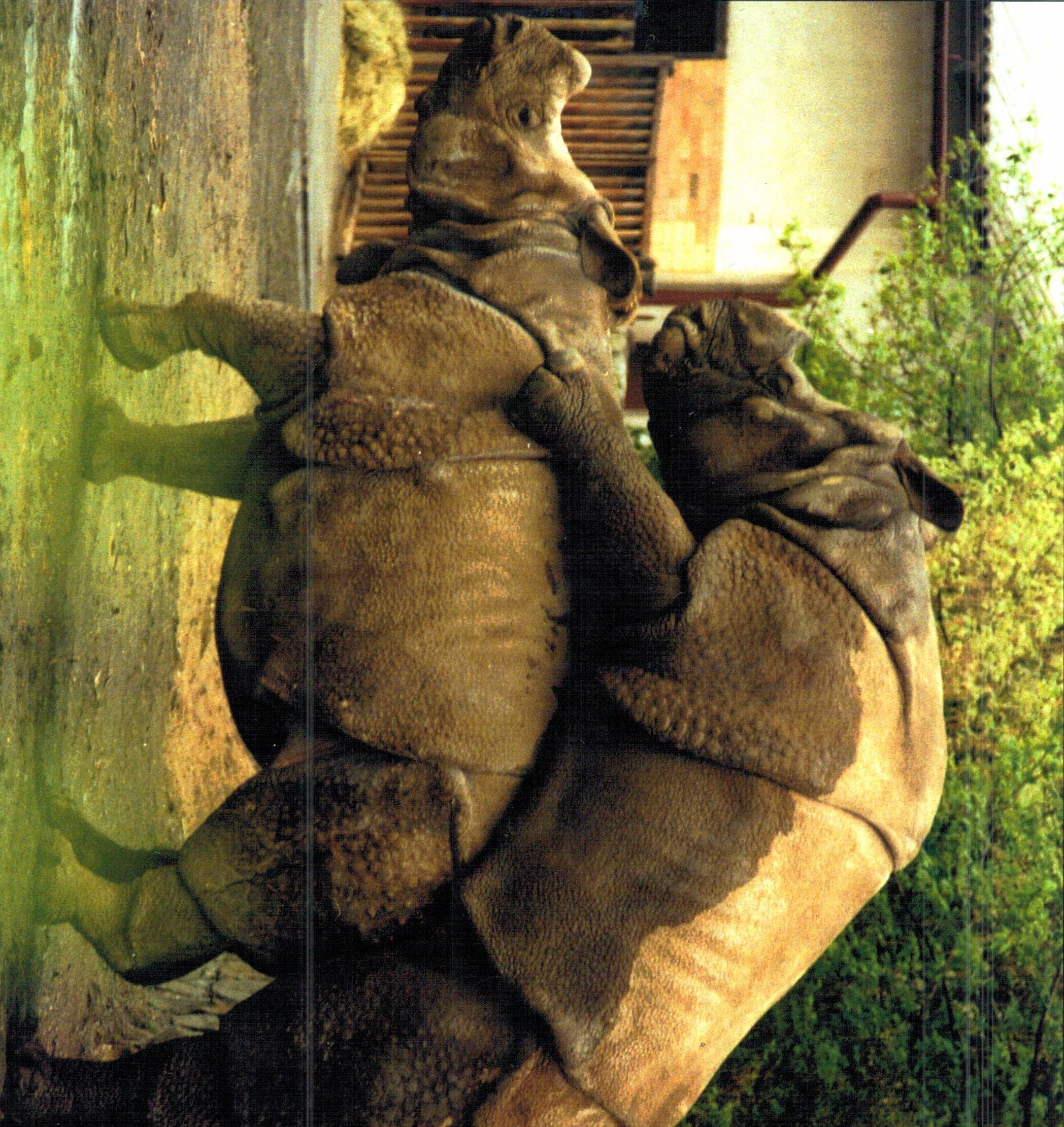 Dvur Kralove – Indian rhino mating