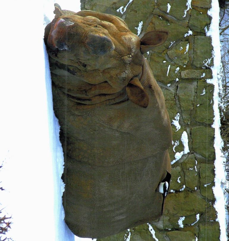 Indian rhino in snow