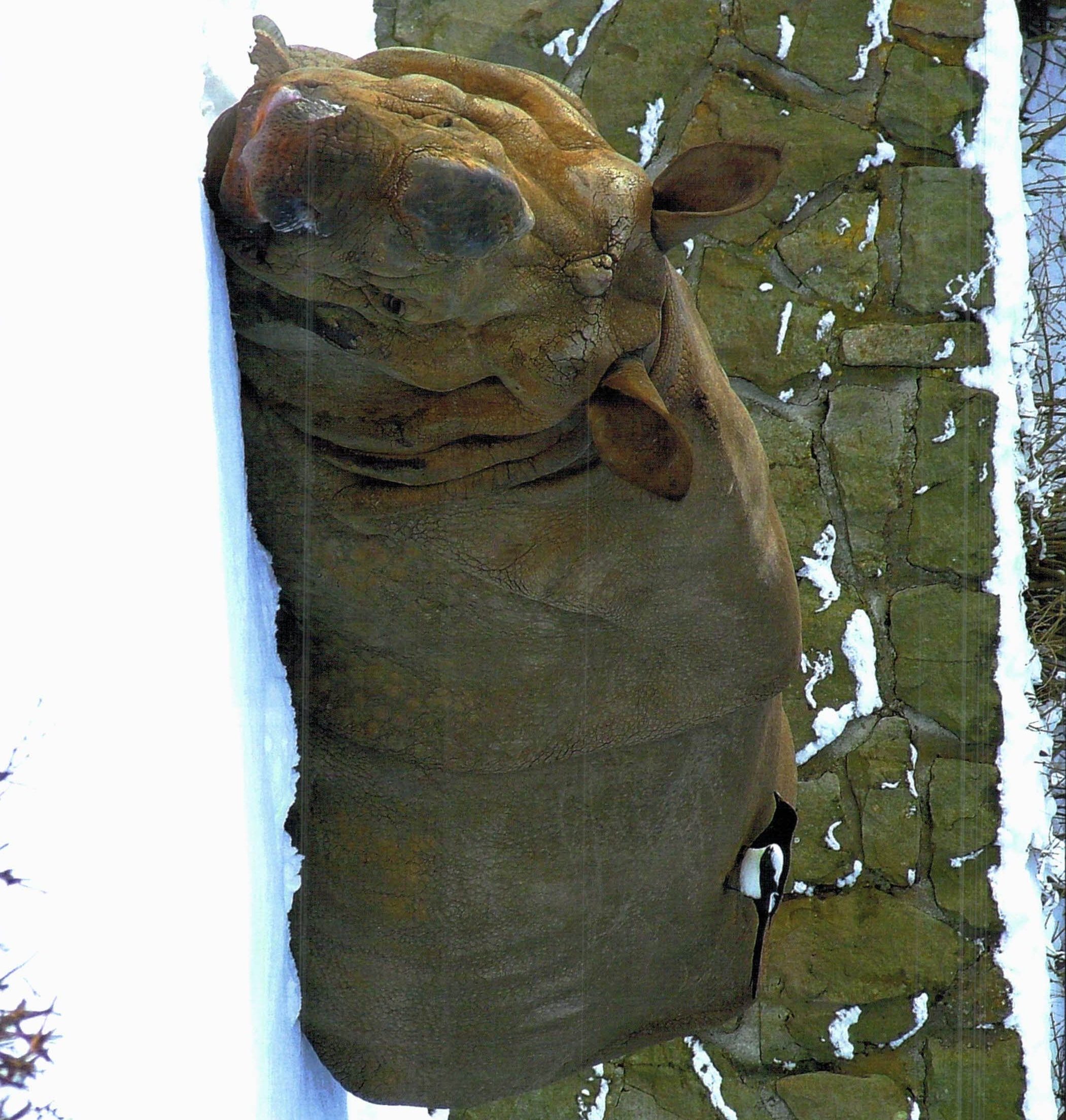 Indian rhino in snow