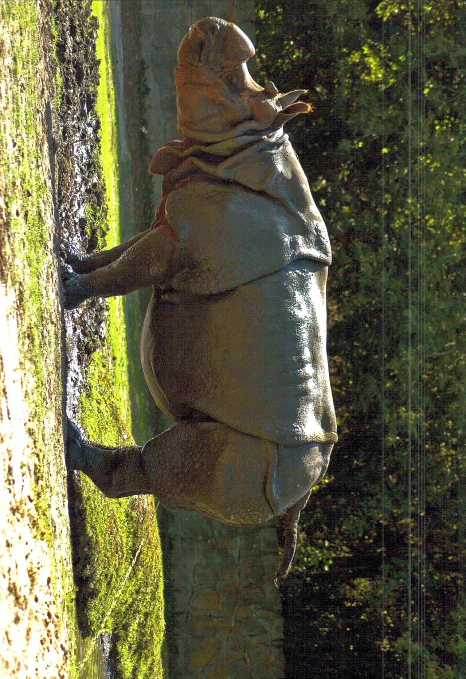 Dvur Kralove – marking enclosure