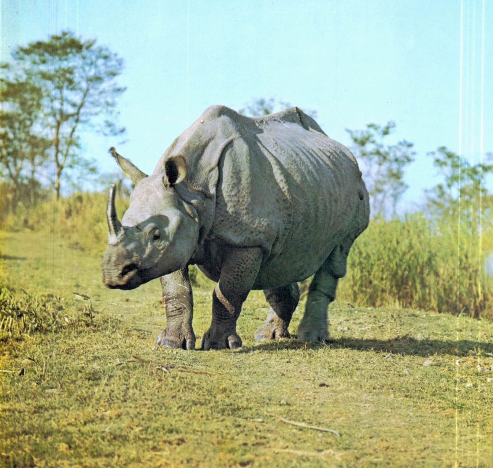 Indian rhino in India