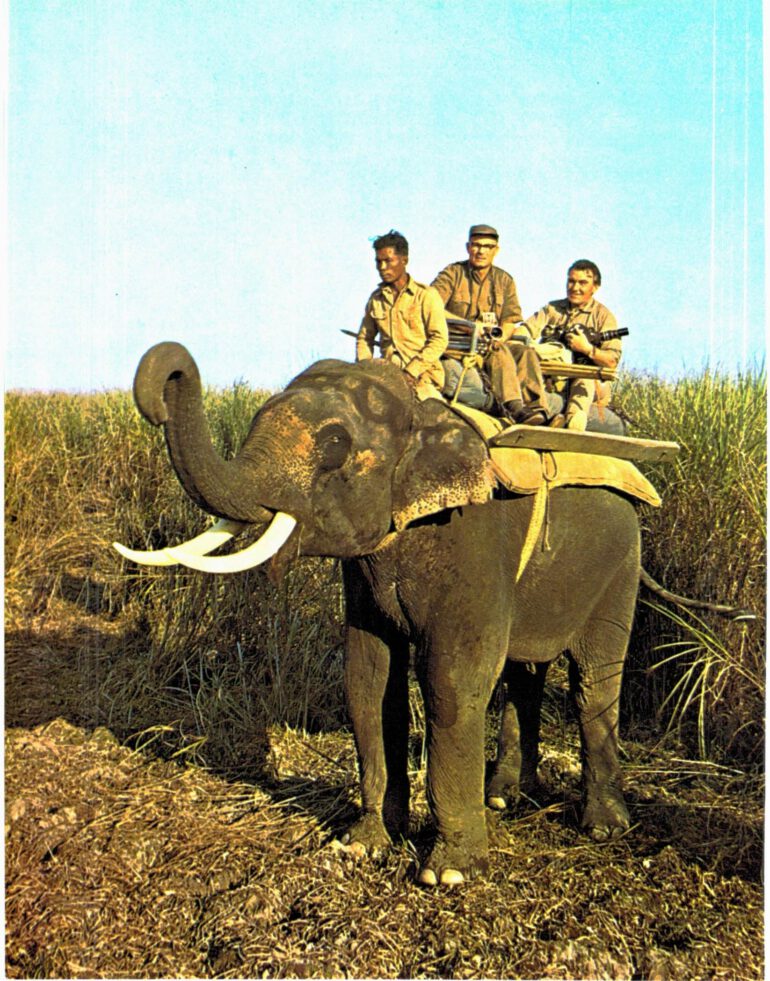 E.P. Gee in Kaziranga
