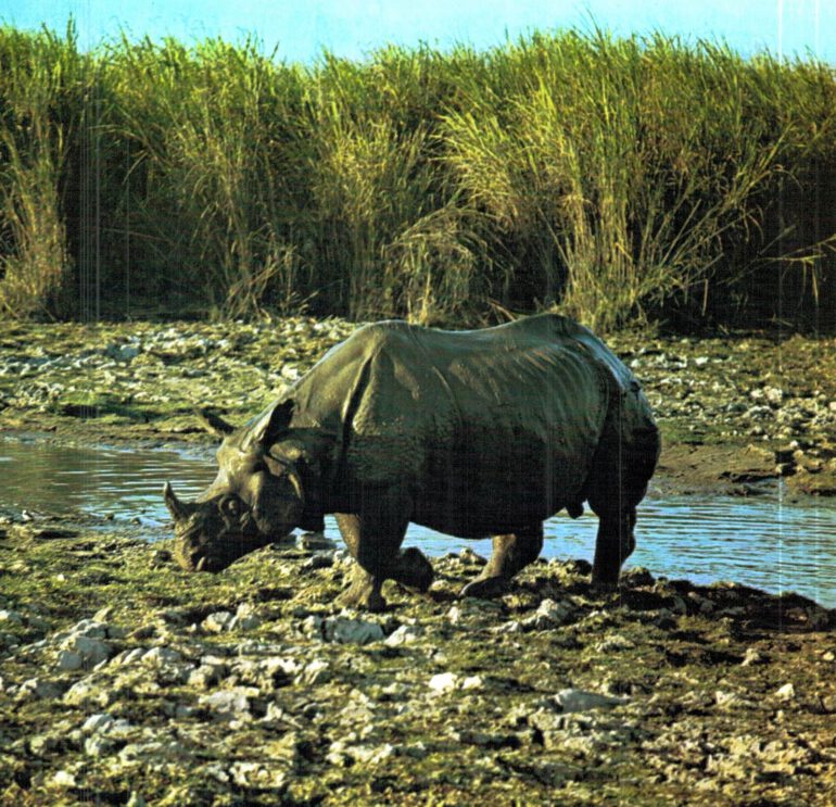 Indian rhino in landscape