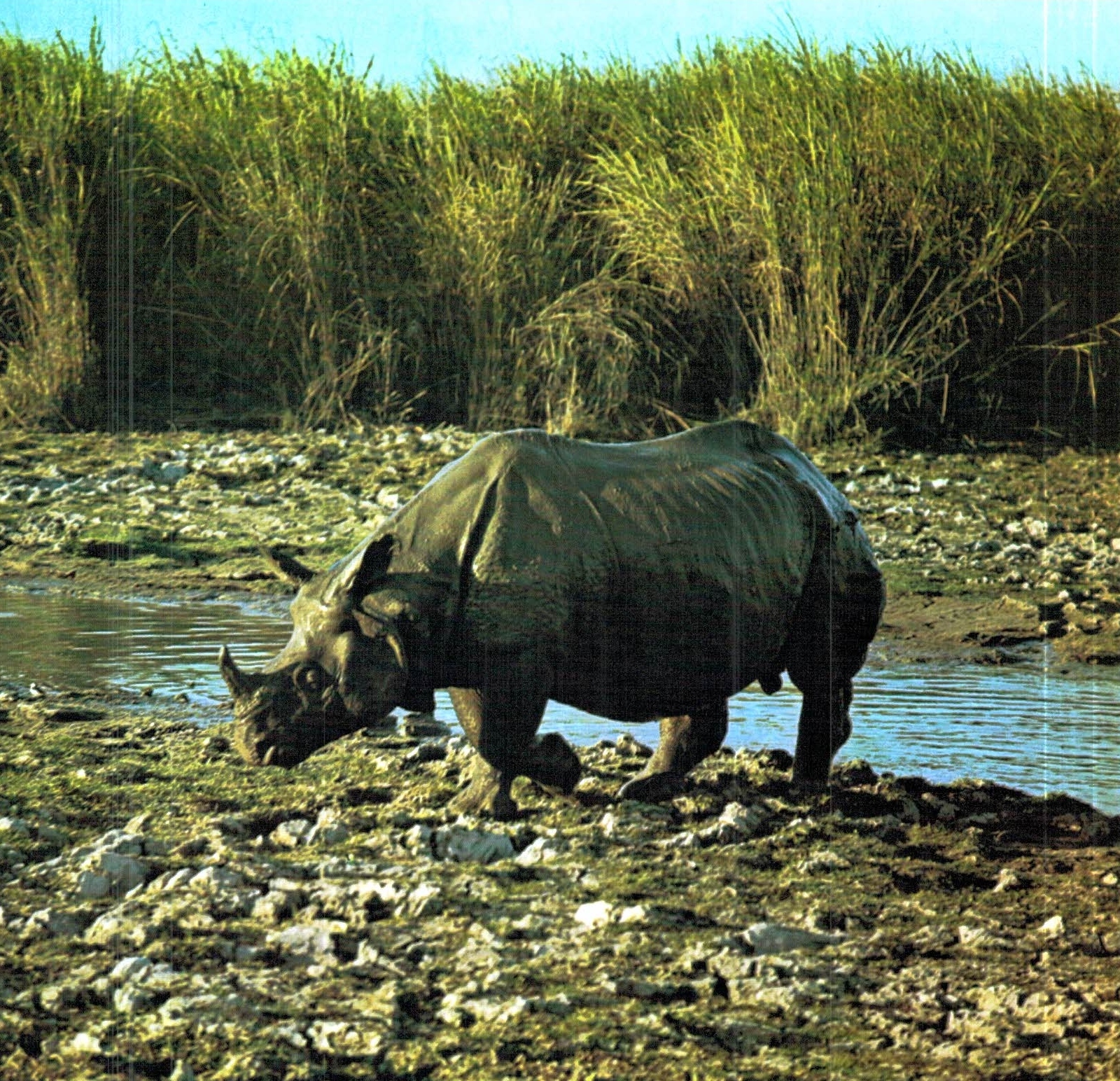 Indian rhino in landscape