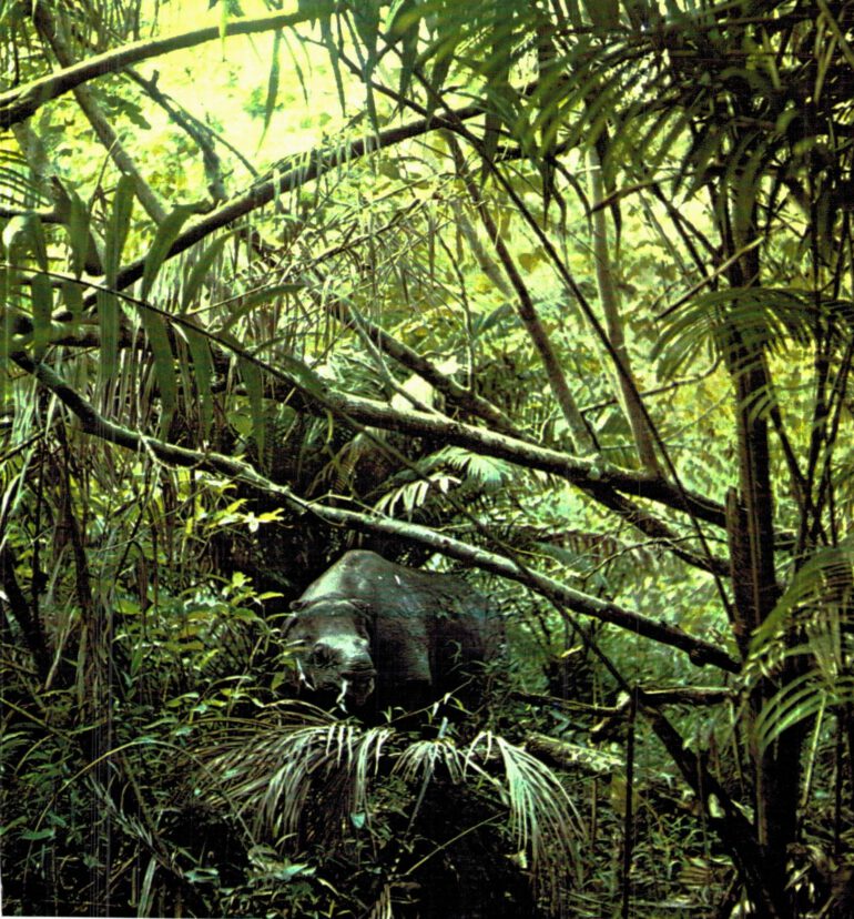Javan rhino in Ujung Kulon