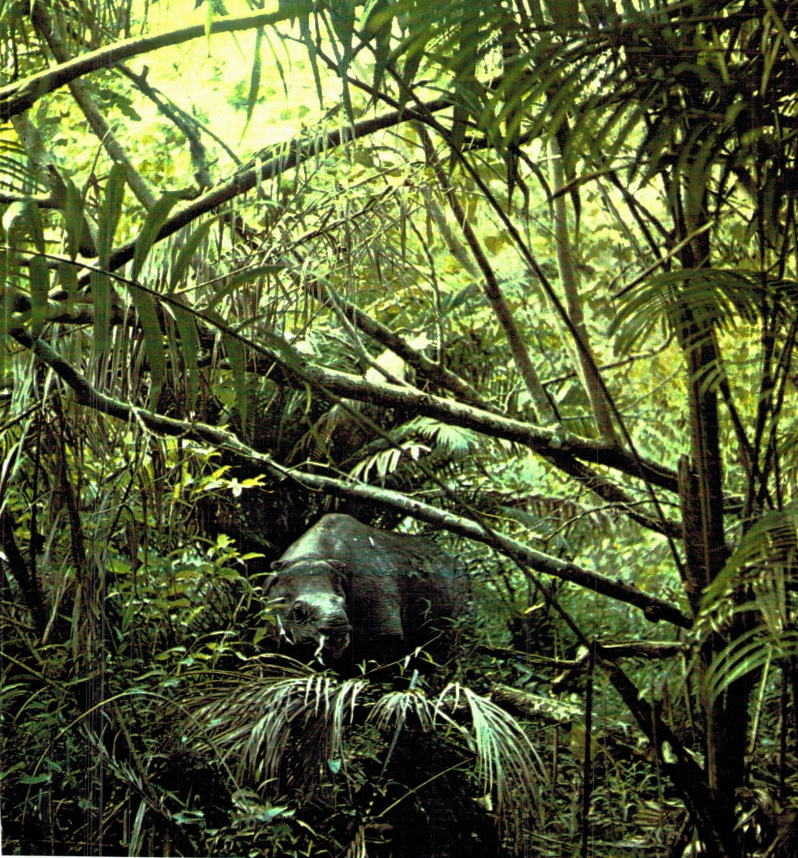 Javan rhino in Ujung Kulon