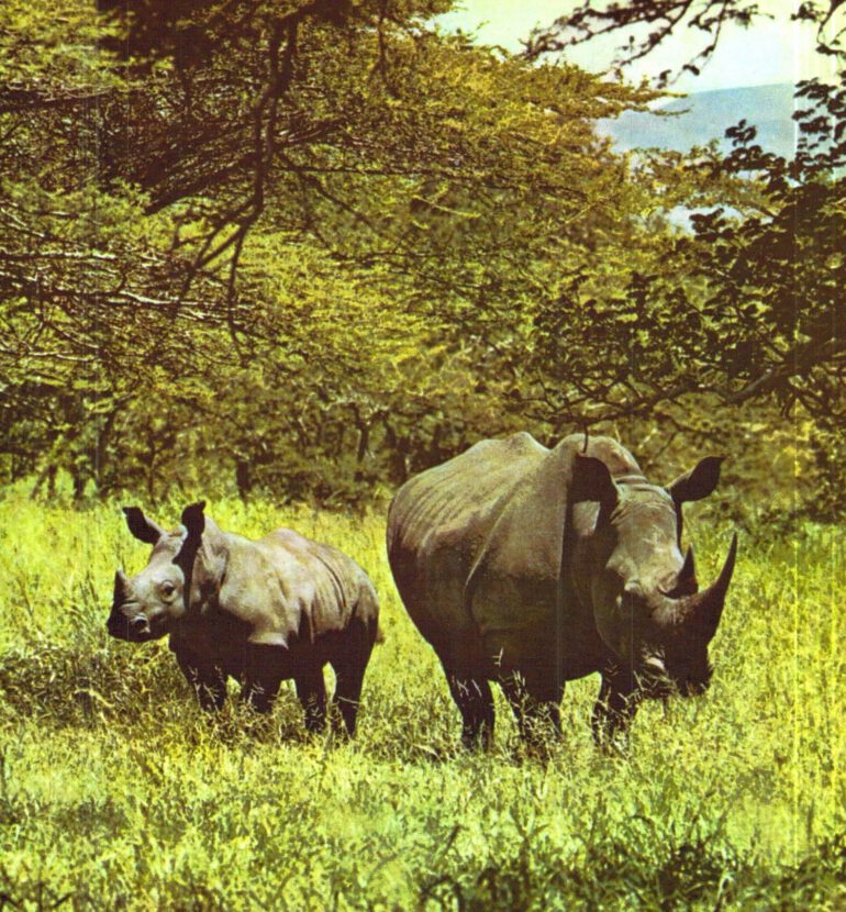 Schuhmacher – white rhino