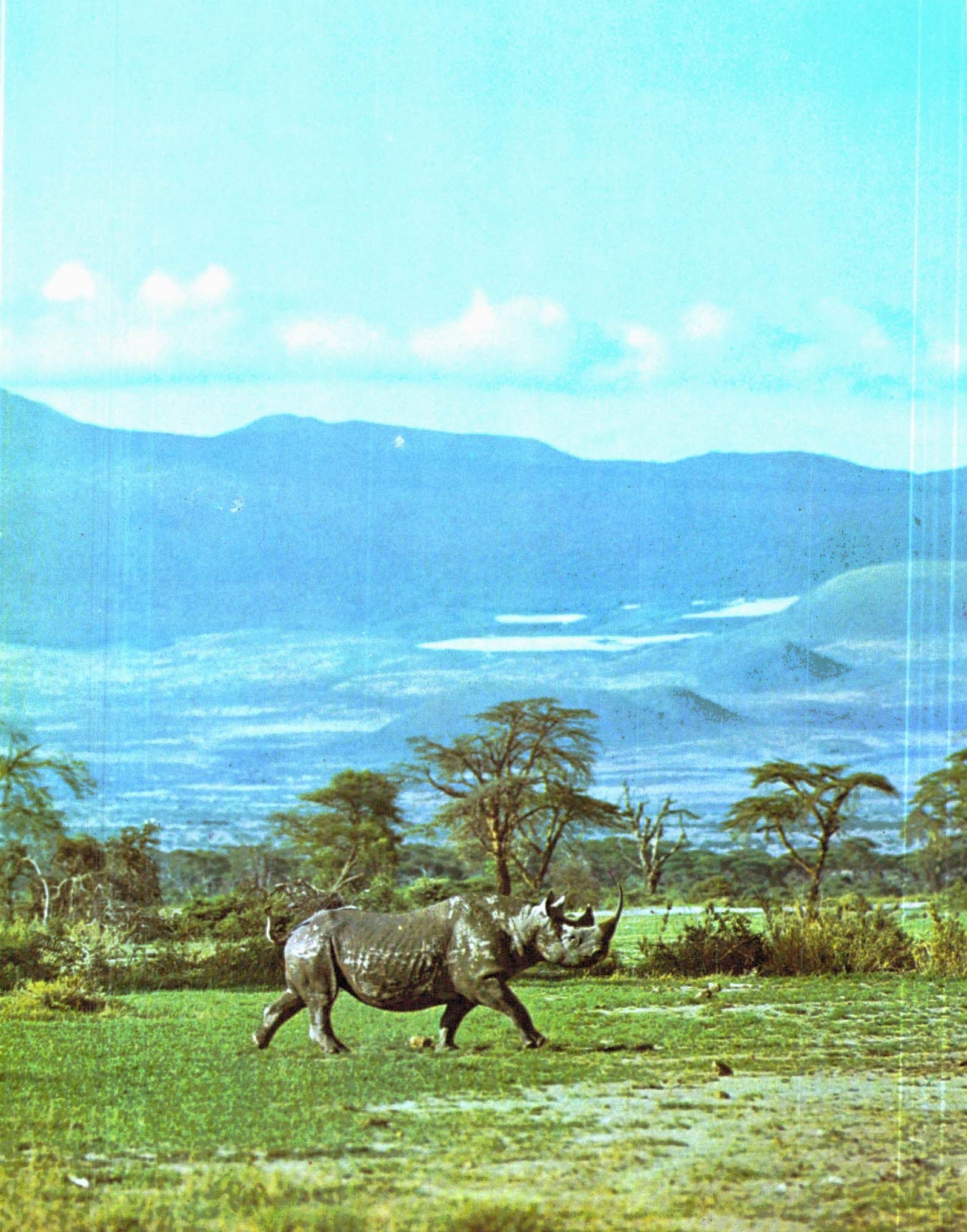 Schuhmacher – black rhino