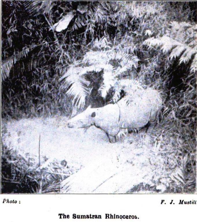 Sumatran rhino in Kahilu, Burma