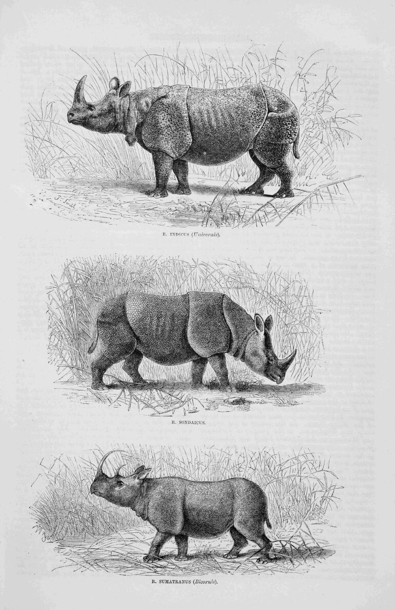 Leisure Hour 1872 three species