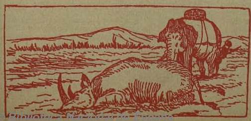 Rhino hunted from elephant