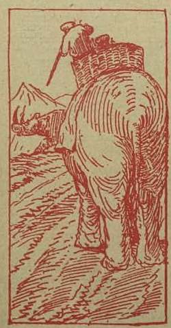 Rhino hunt from elephant