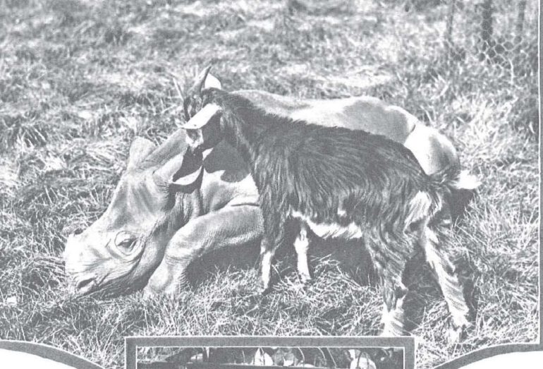 Rhino and goat