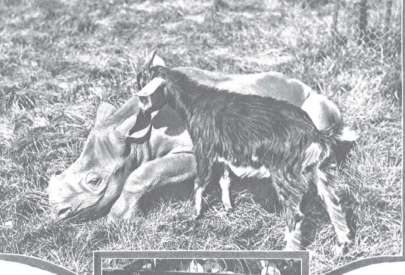 Rhino and goat