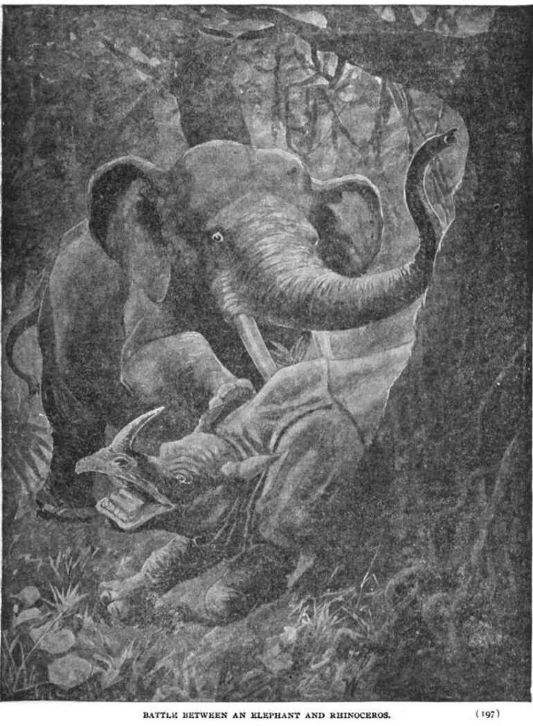 Fighting of elephant and rhinoceros