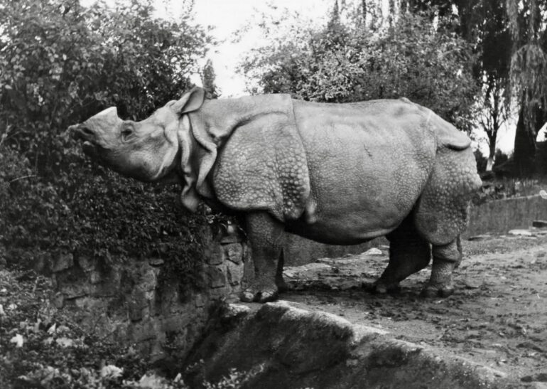 Nepali II in Hagenbeck’s Zoo