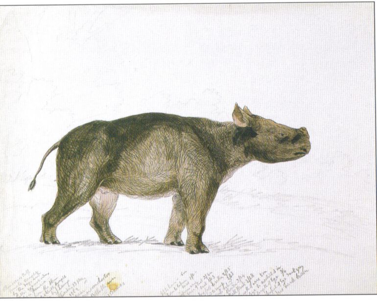 Rhino calf caught by dogs