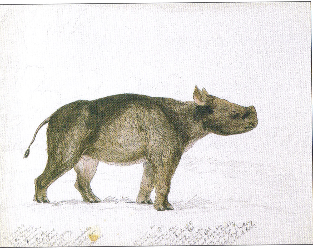 Rhino calf caught by dogs