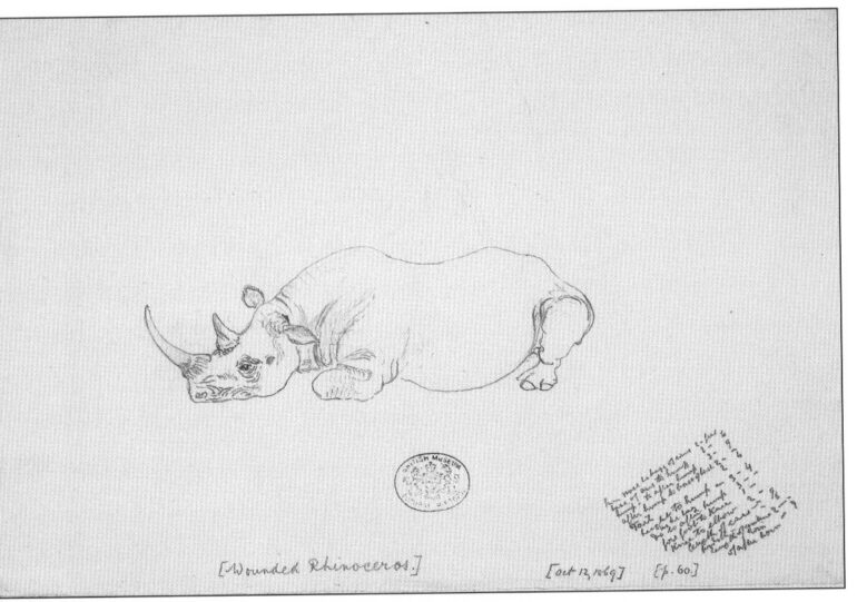 Baines 1869 Wounded rhino