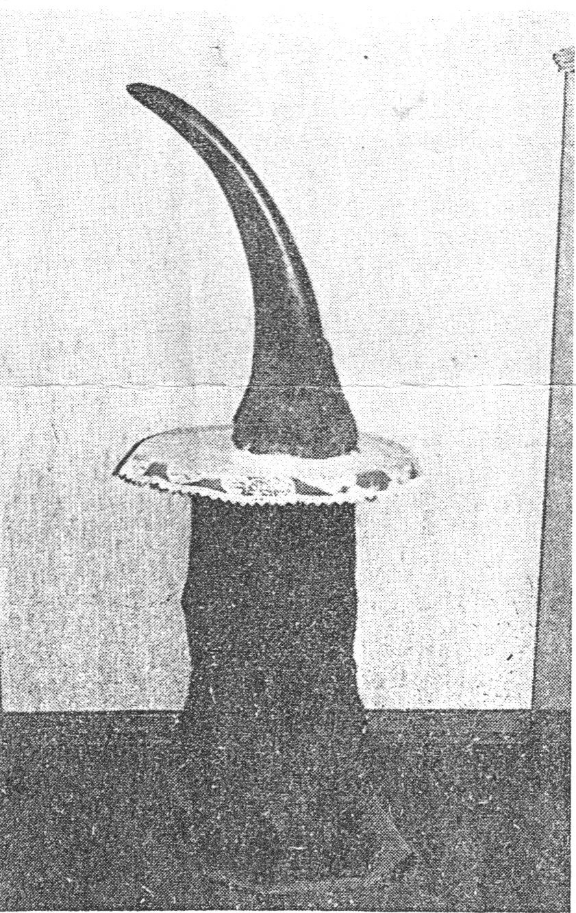 Murray’s horn in Graaff Reinet