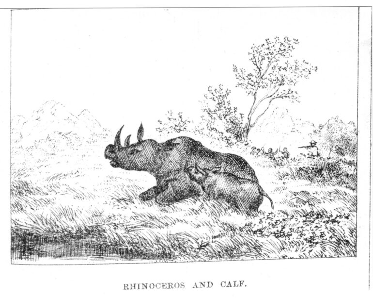 Rhino and calf 1872 Zimbabwe