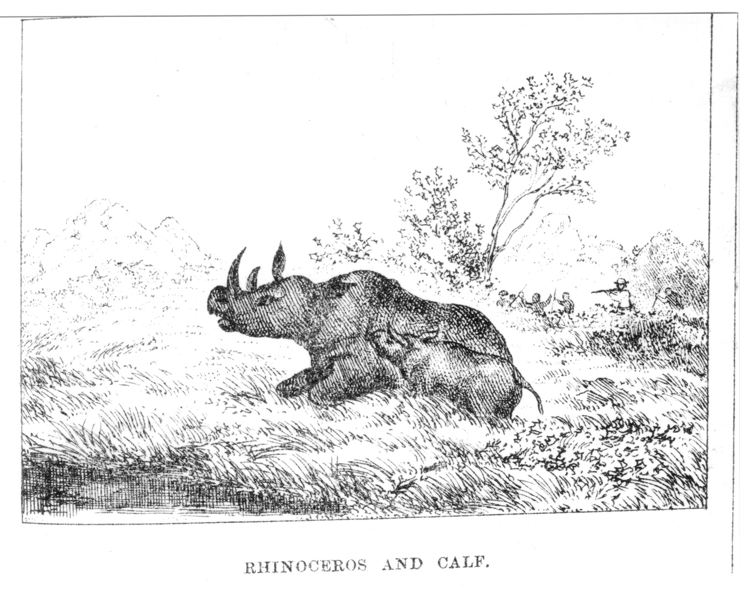Rhino and calf 1872 Zimbabwe