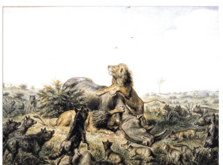 Hoffman rhino and lion