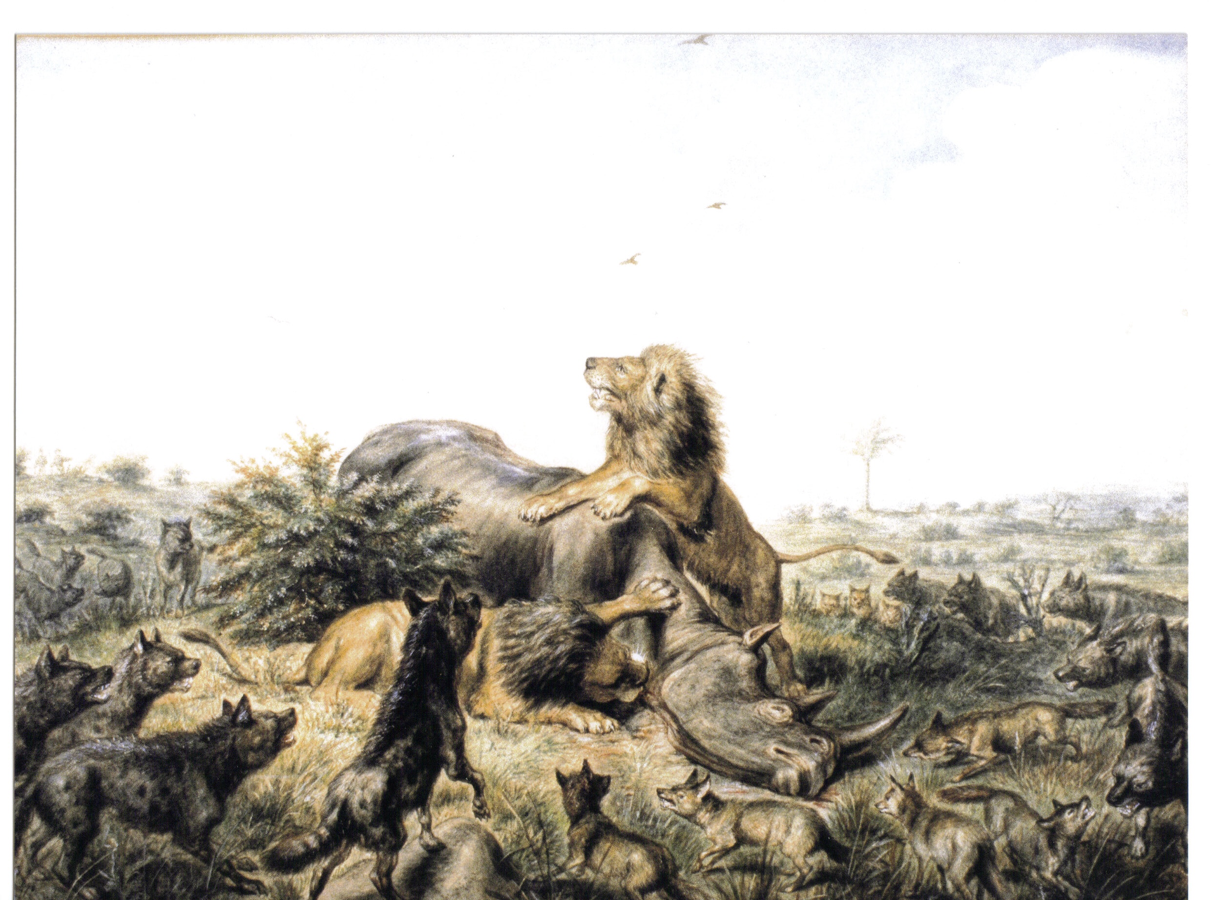 Hoffman rhino and lion