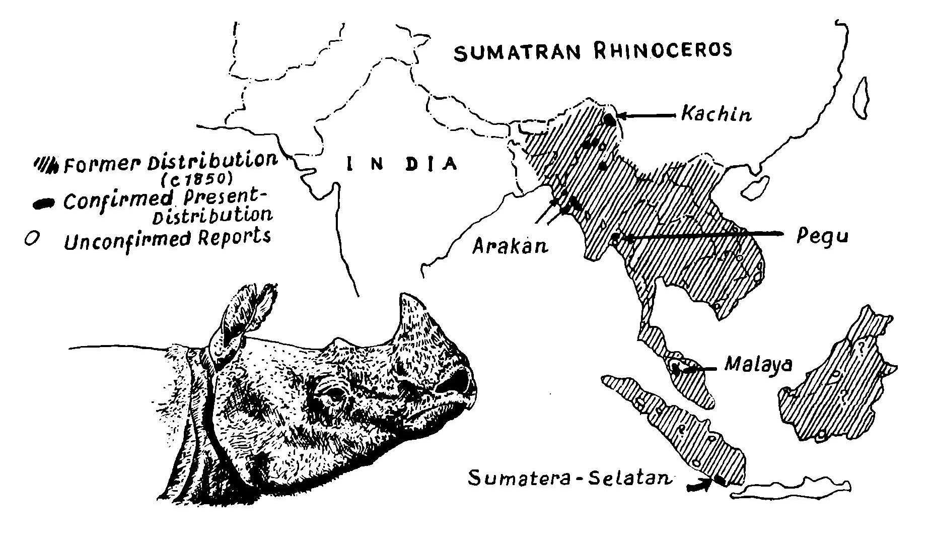 Historical range of D. sumatrensis 1966