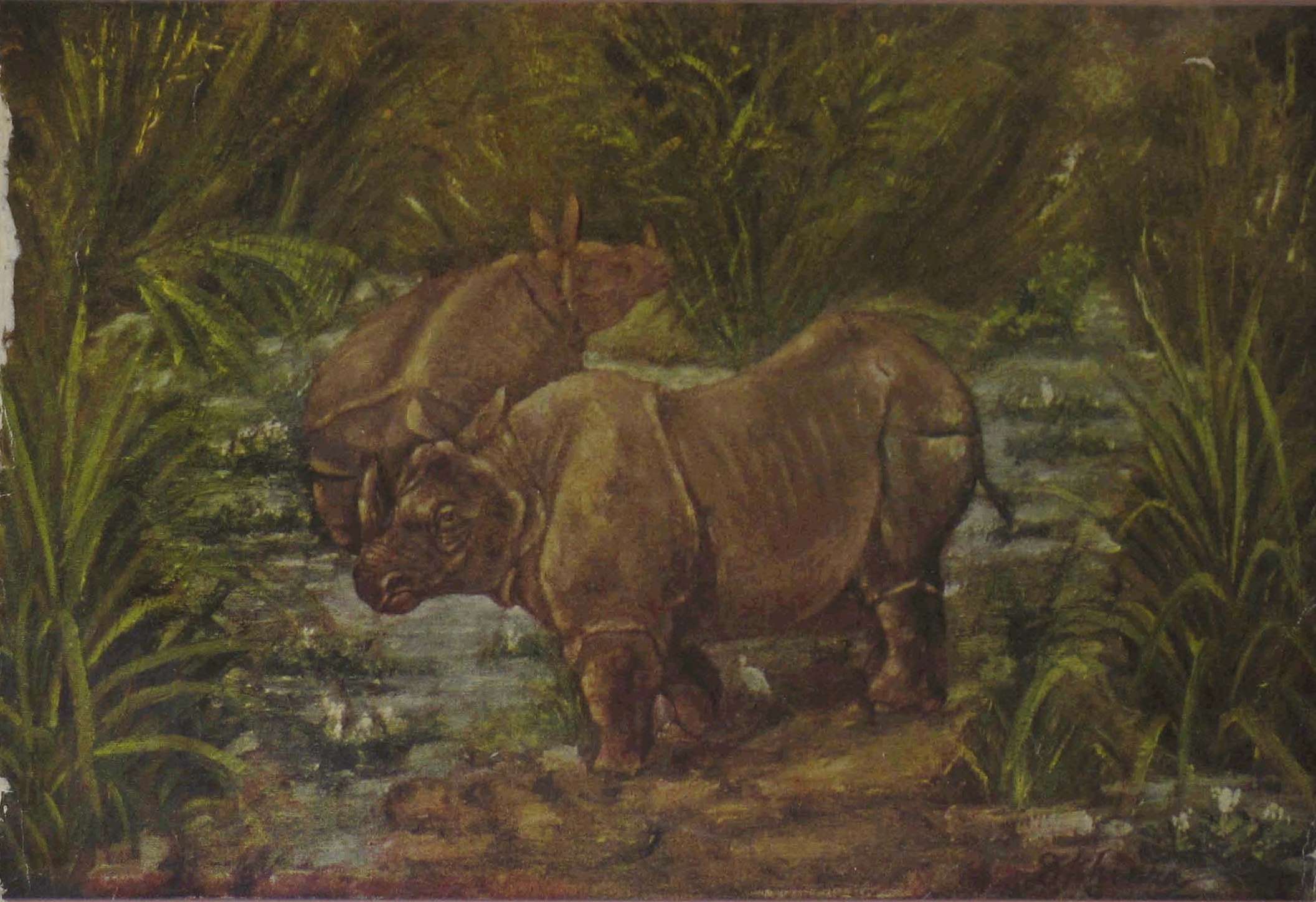 Mukherjee 1966 rhinos in India