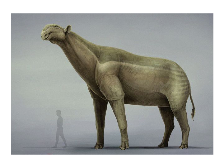 Paraceratherium (an attempt of reconstruction by Mario Lanzas)