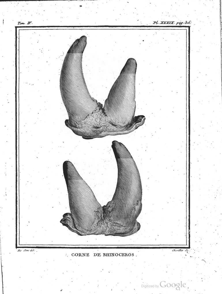 Buffon 1785 Rhino horn