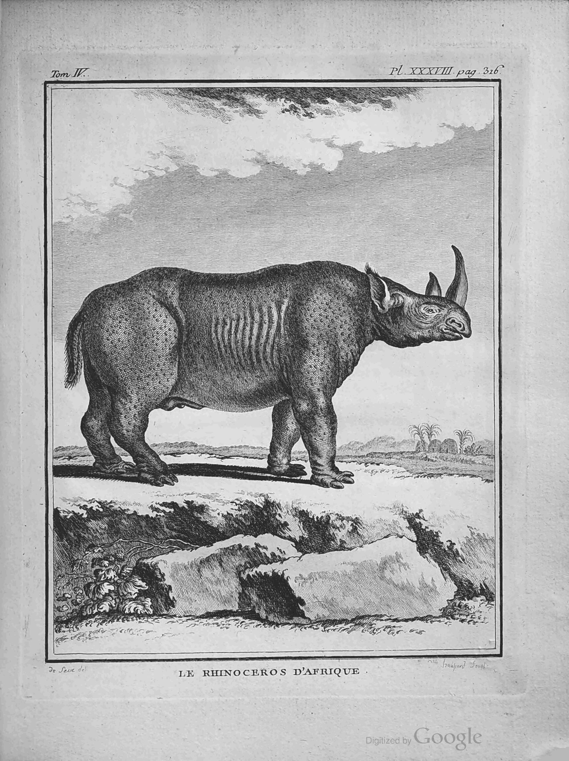 Buffon 1785 African Rhino