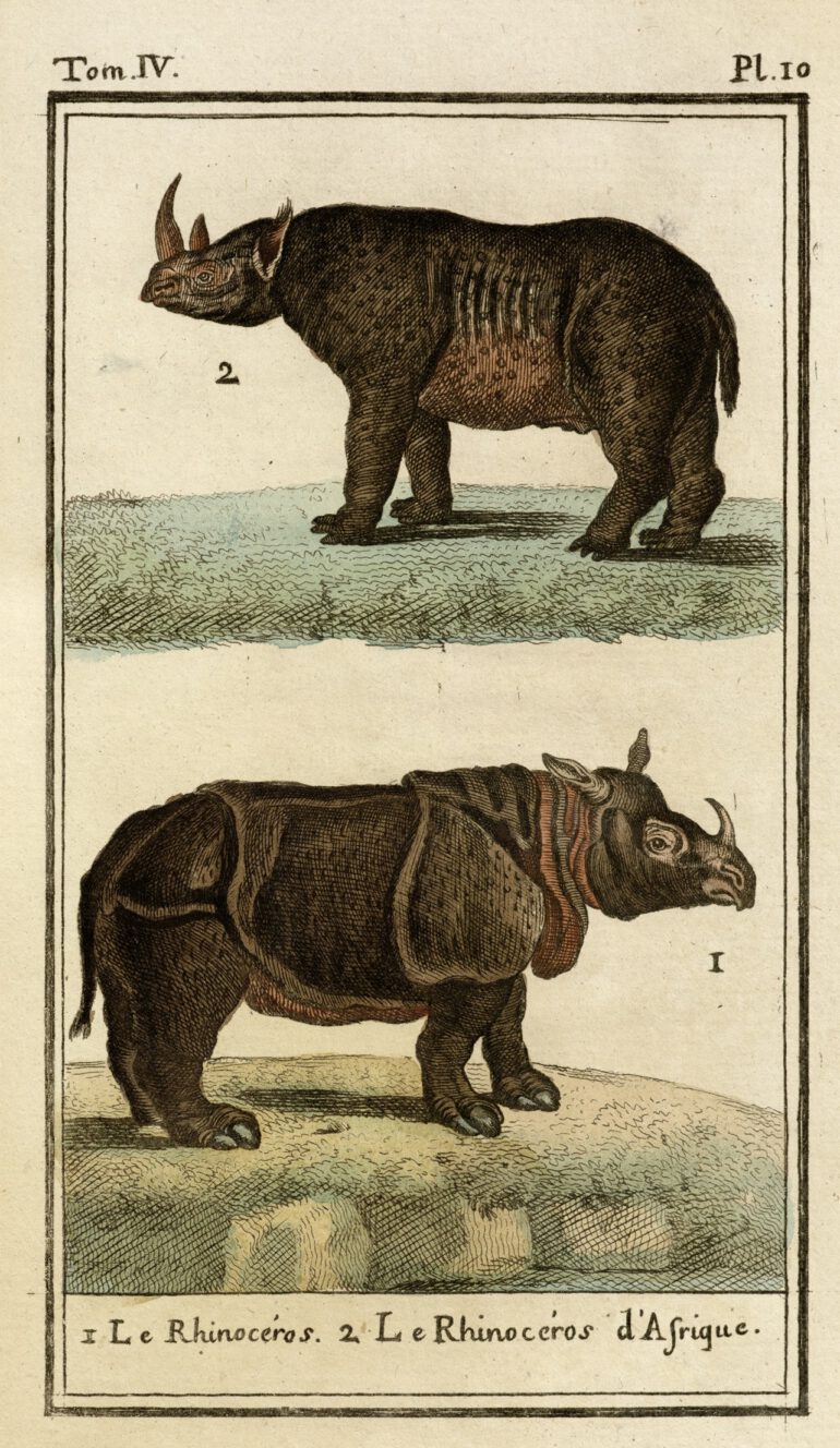 Buffon 1787 Deux Ponts pl. 10