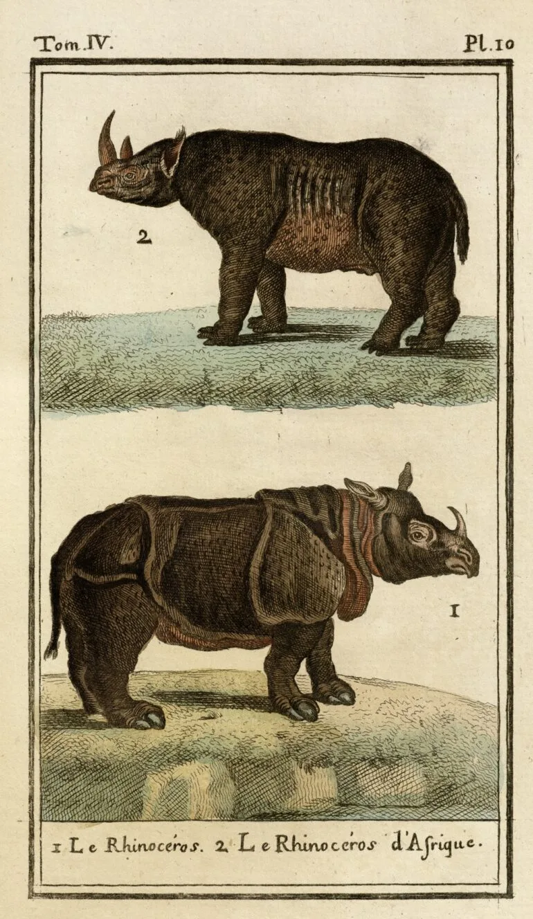 Buffon 1787 Deux Ponts pl. 10