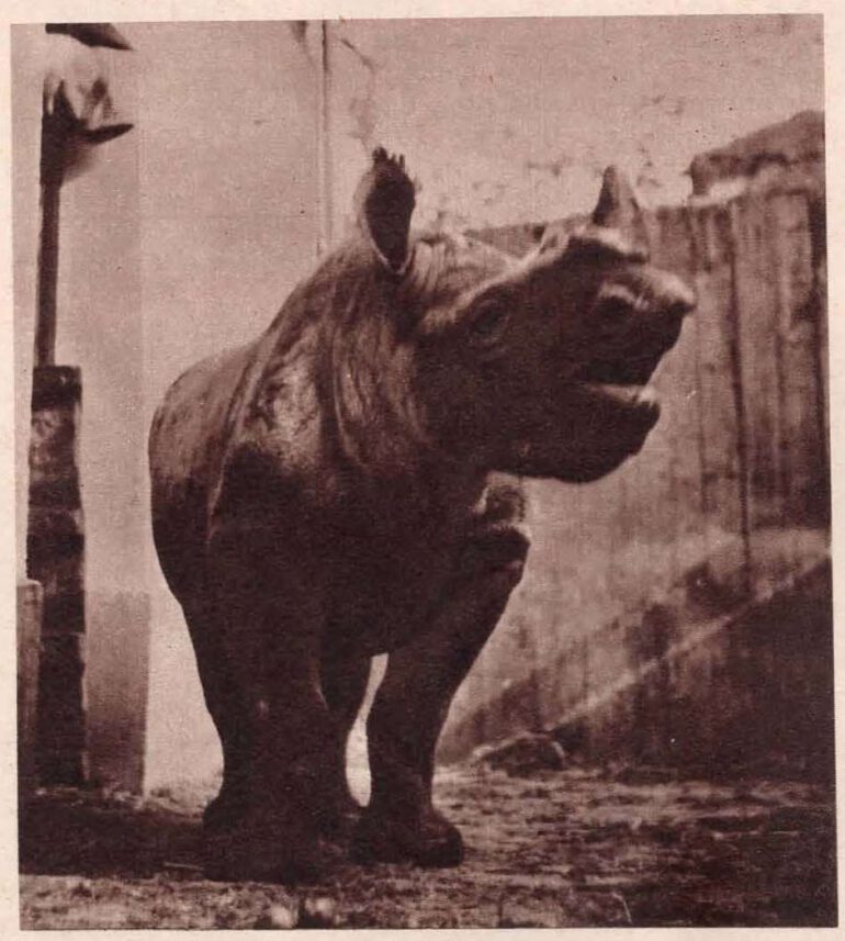 Knie Circus 1960 Daphne